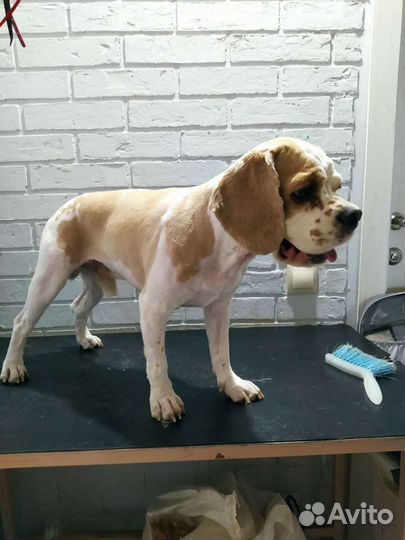 Стрижки собак и кошек