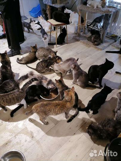 Приюту нужна помощь кормом