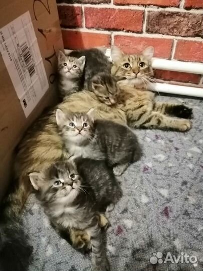 Cибирские котята