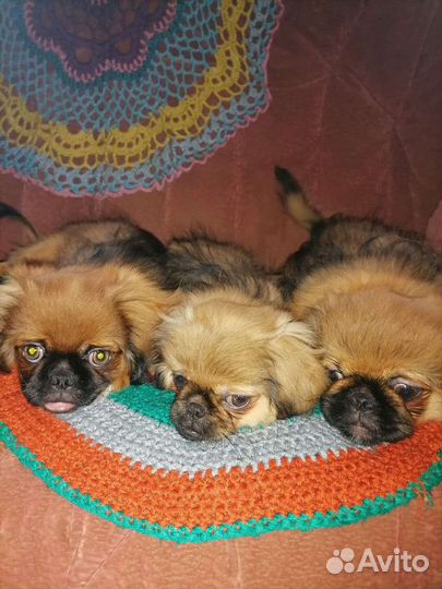 Щенки пекинеса