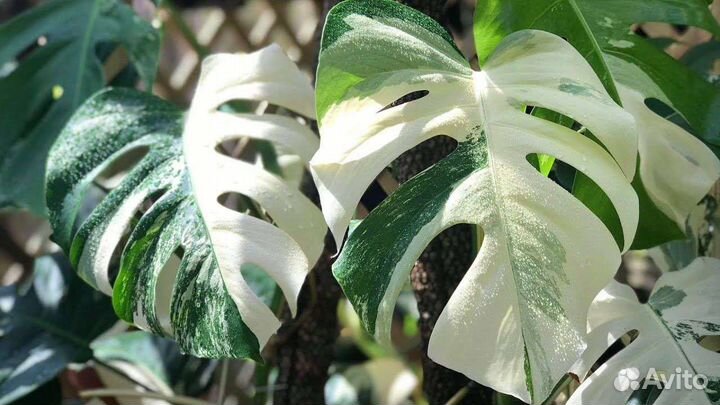 Вариегатная монстера Альба