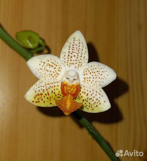 Орхидея Мини Марк Цветет