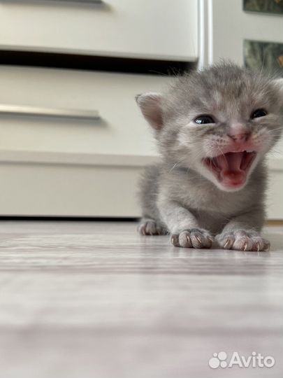 Котята