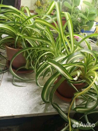 Хлорофитум бонни кудрявый кучерявый