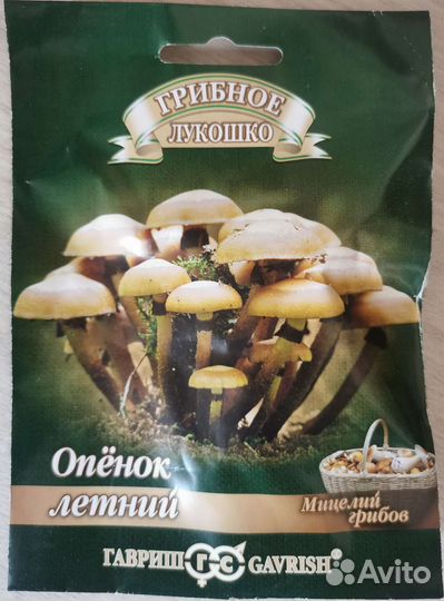 Мицелий грибов опята