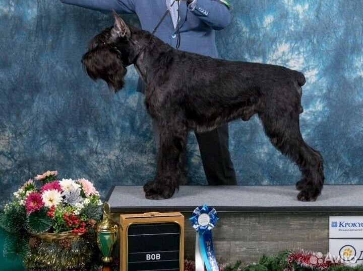 Ризеншнауцер вязка