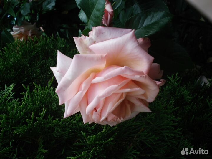 Продам розы и прочее