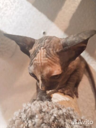 Канадский Сфинкс котенок