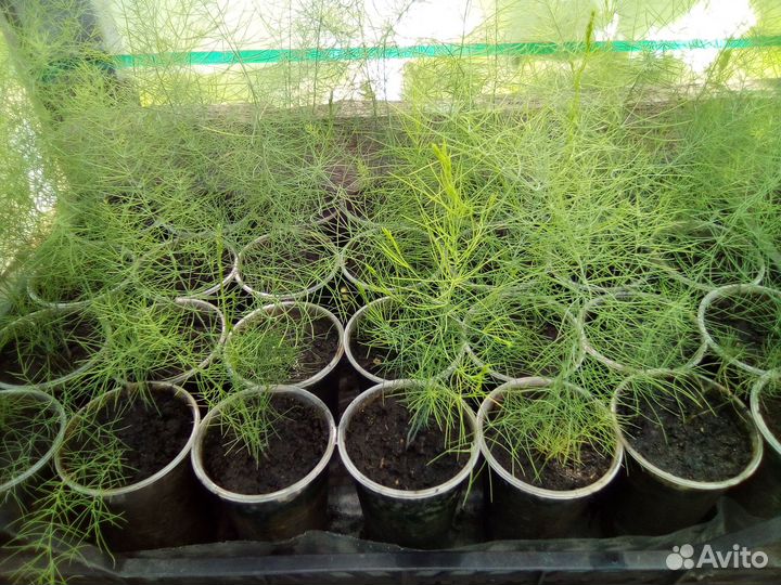 Аспарагус (Спаржа)