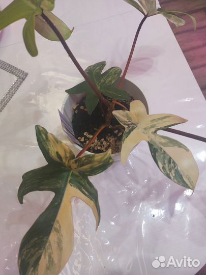 Филодендрон виолин