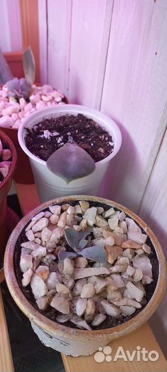 Эхеверия суккуленты