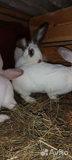 Кролики мясных пород