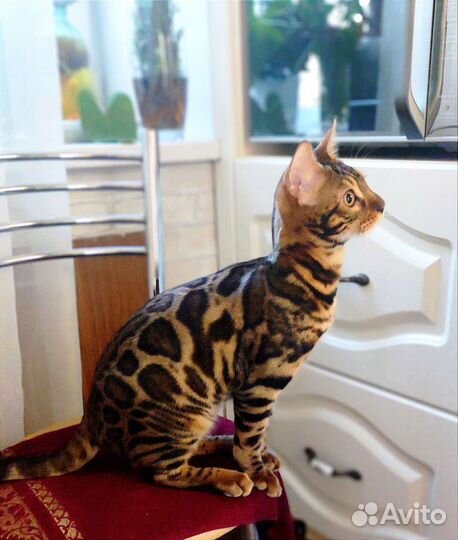 Бенгальский котенок мальчик
