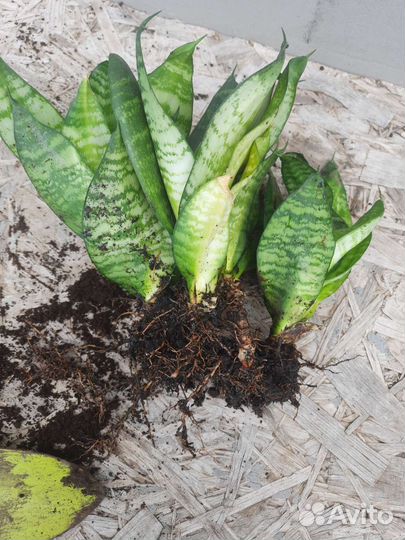 Сансевиерия