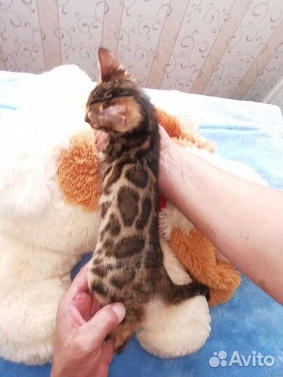 Бенгальские малыши на август/сентябрь