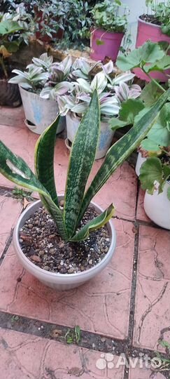 Сансивьерия