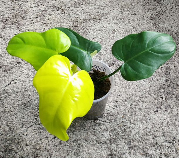 Филодендрон