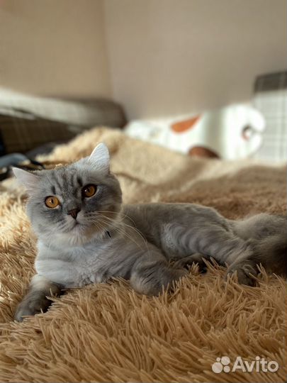Шотландский кот