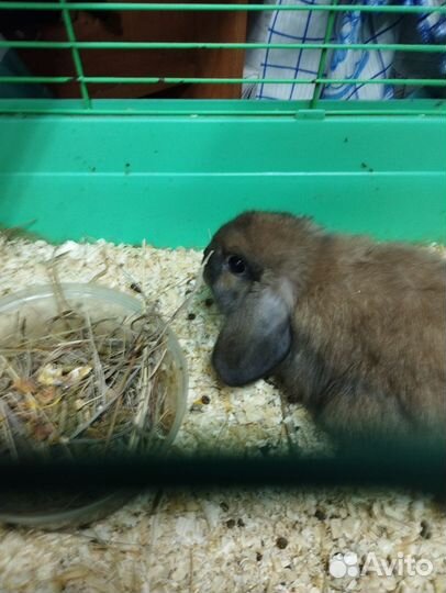 Кролик девочка