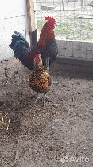 Инкубационное яйцо карликовых курей + цыплята