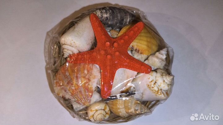 Морские ракушки