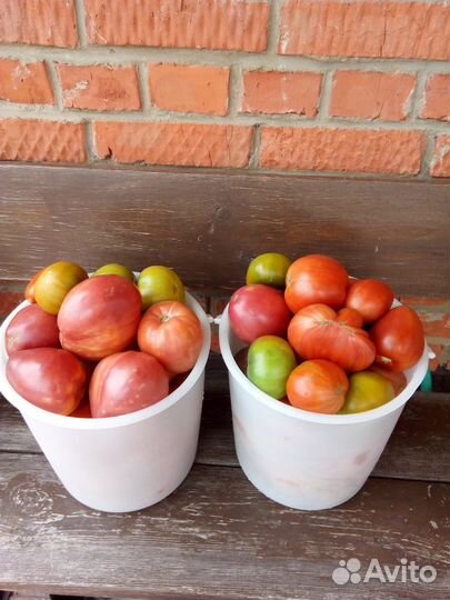 Помидоры домашние