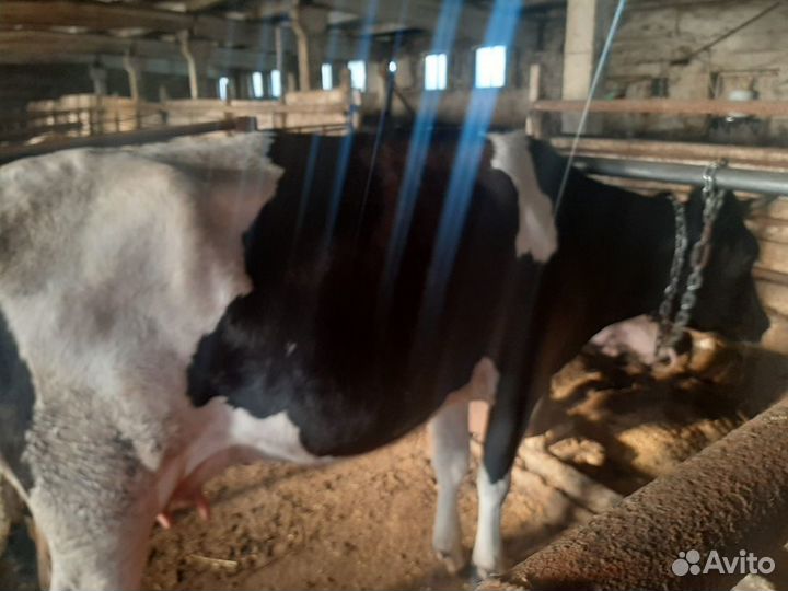 Корова-первотелка