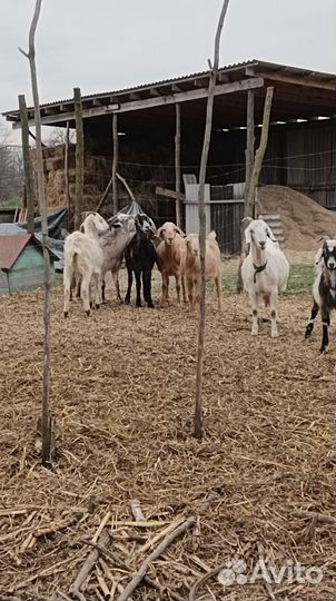 Козы котные