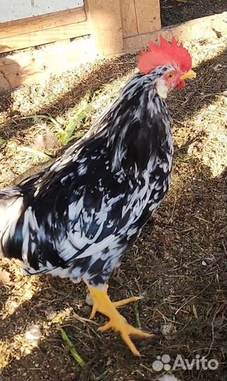 Петухи леггорн долматинец