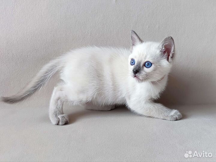 Тайские котята (сиамские старого типа)