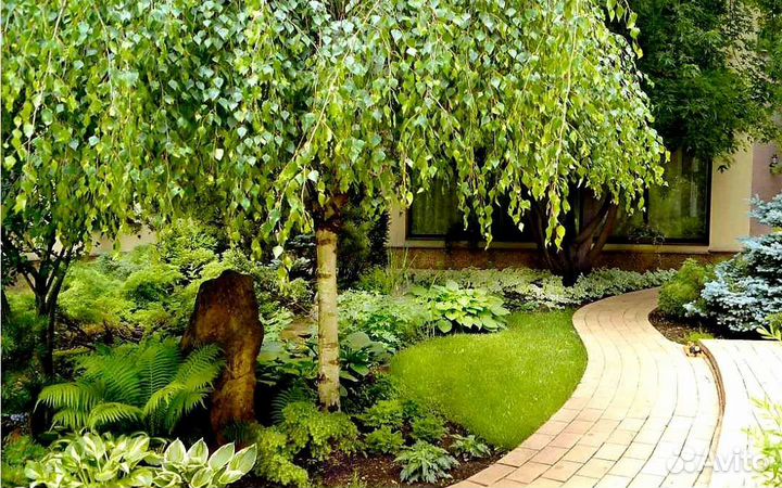 Береза Юнге