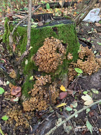 Грибы опята маринованные