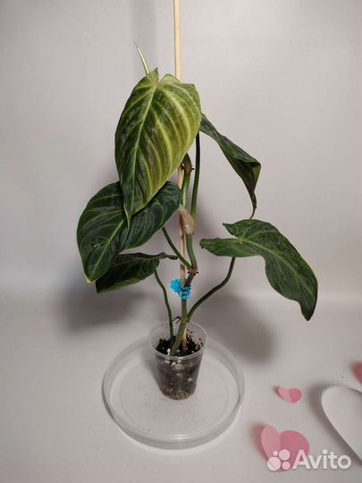 Филодендроны