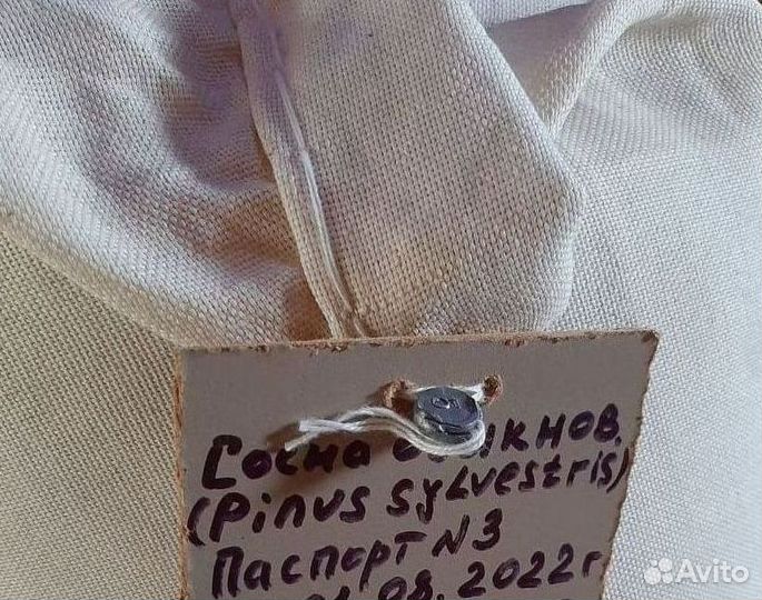 Семена / Лиственница сибирская