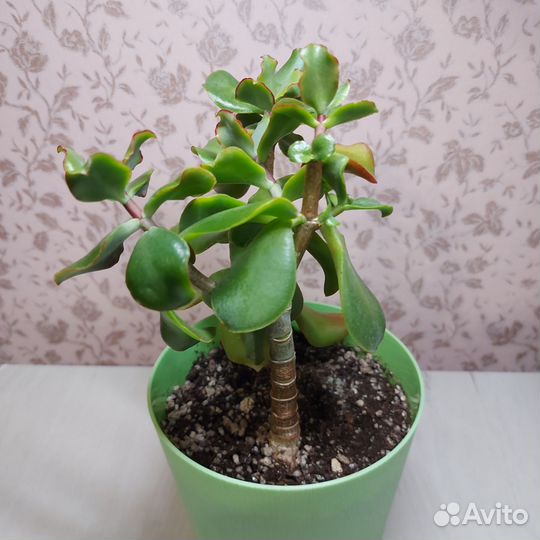 Толстянка волнистолистная, Денежное дерево