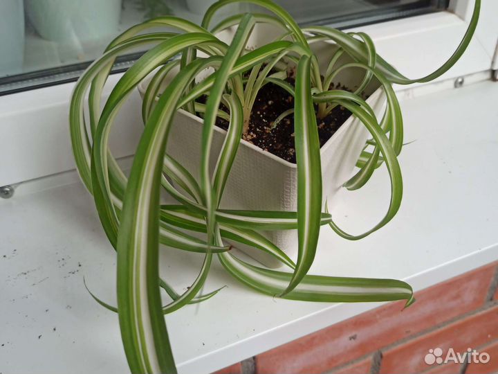 Хлорофитум, сципандус Пиктус, кислица