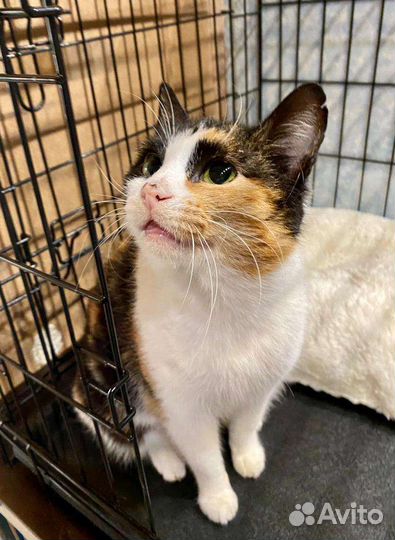 Люся стала ненужной после пяти лет жизни в семье