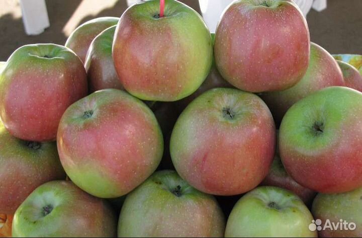 Яблоки некондиция