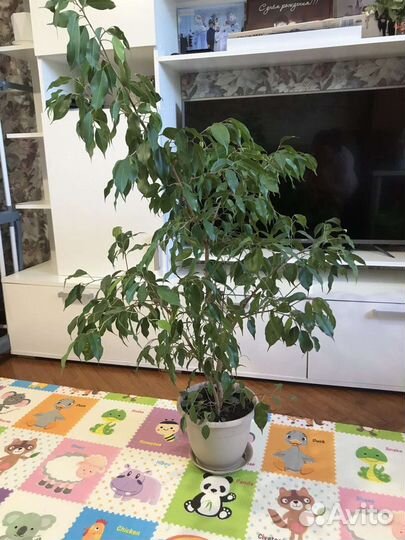 Фикус женское счастье декабристов