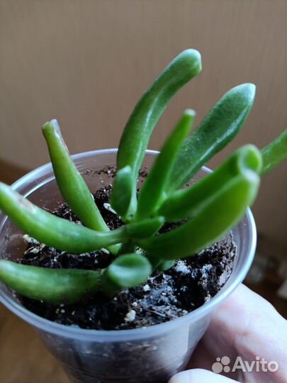 Крассула хоббит