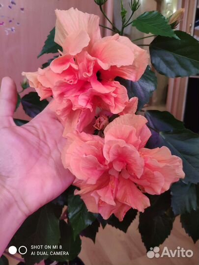 Комнатные цветы красиво цветущие и расписные