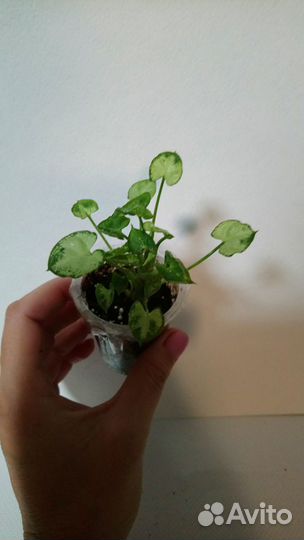 Сингониумы сортовые часть 3