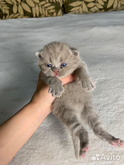 Котята британцы