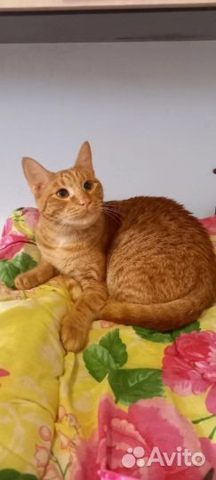Рыжий котик на счастье