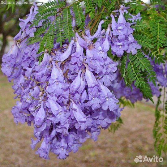 Семена жакаранды фиалковое дерево