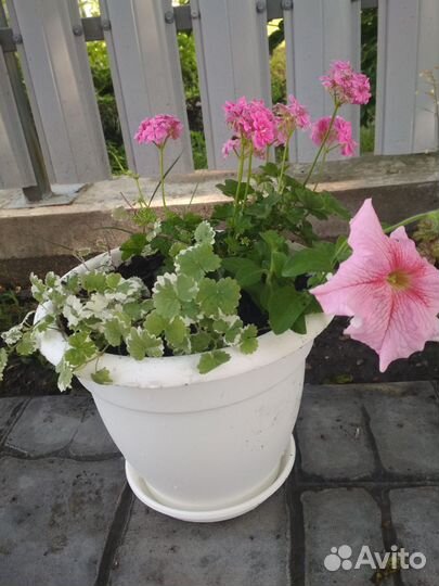 Рассада для кашпо и вазонов