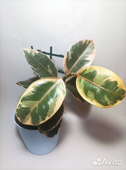 Фикус белиз руби