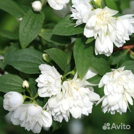 Чубушник Жасмин