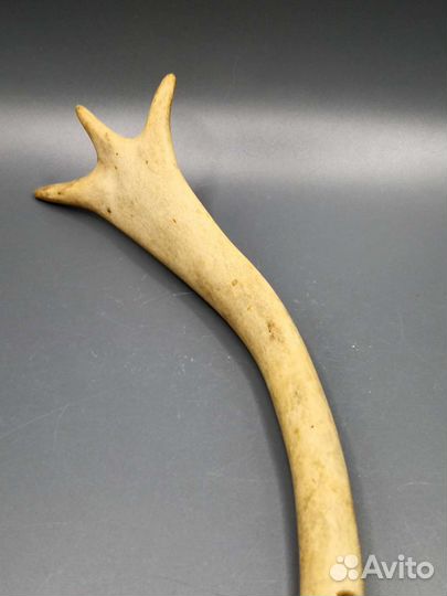 Рог молодого плейстоценового оленя