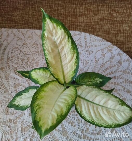 Диффенбахия